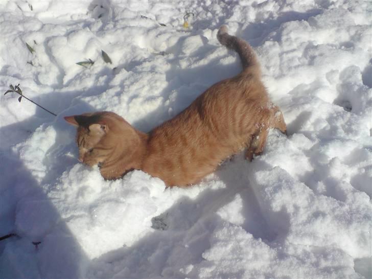 Blanding af racer felix billede 4