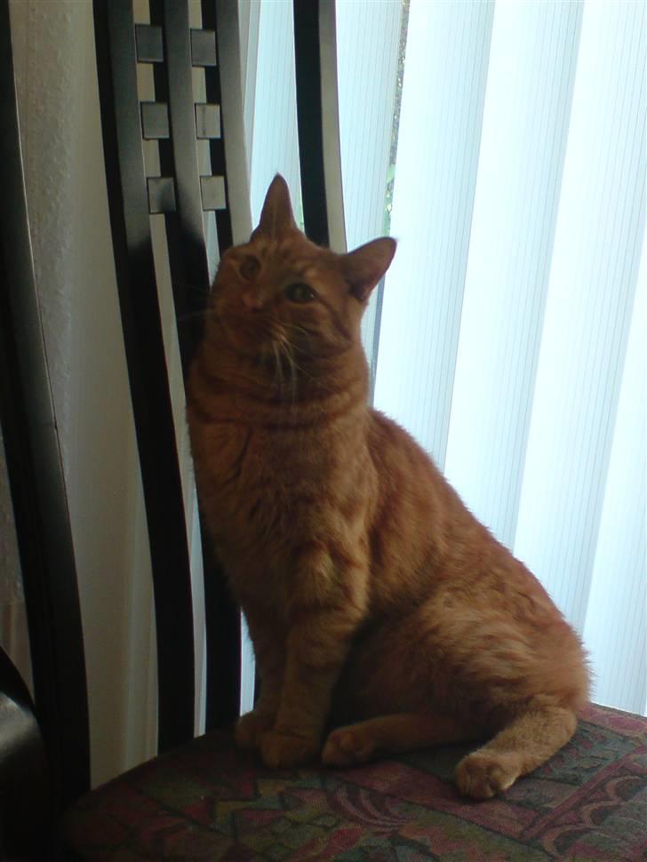 Blanding af racer felix billede 5