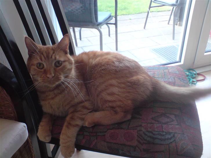 Blanding af racer felix billede 6