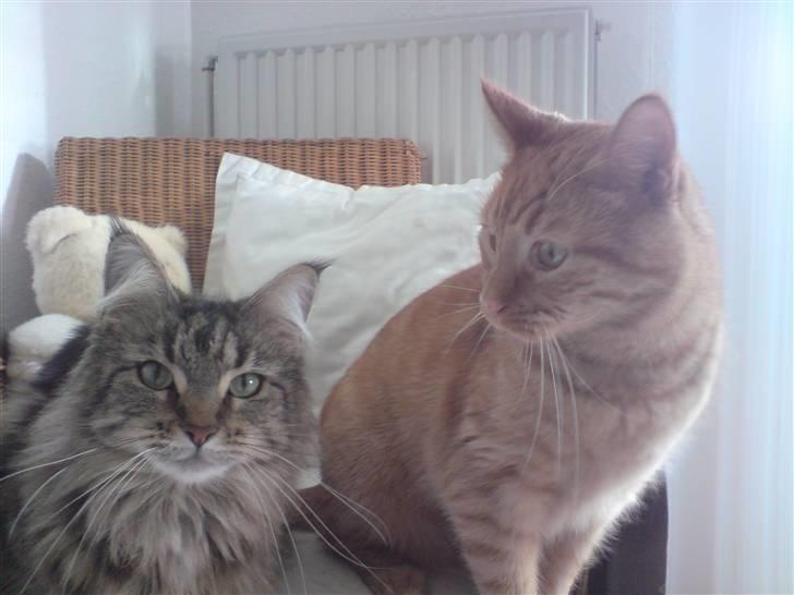 Blanding af racer felix billede 7