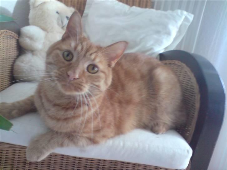 Blanding af racer felix billede 8