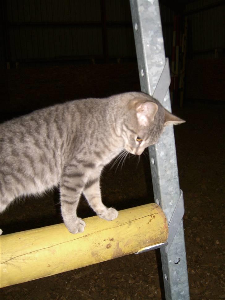 Blanding af racer Fun billede 1