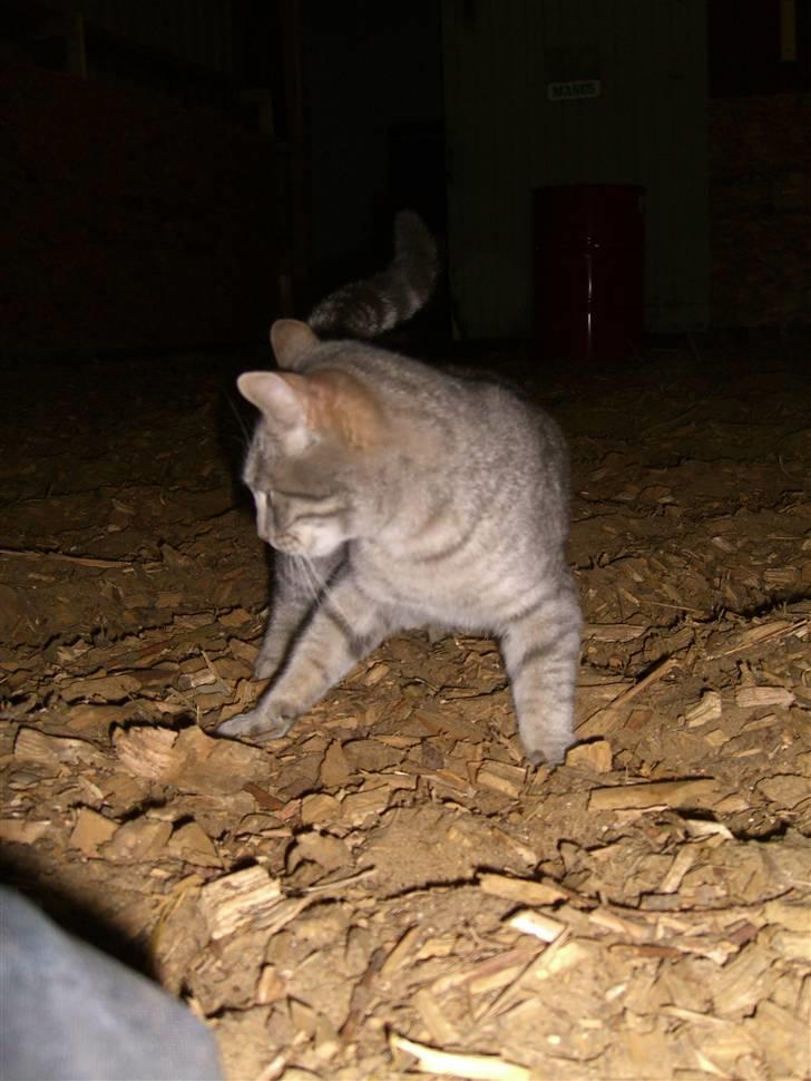 Blanding af racer Fun billede 2