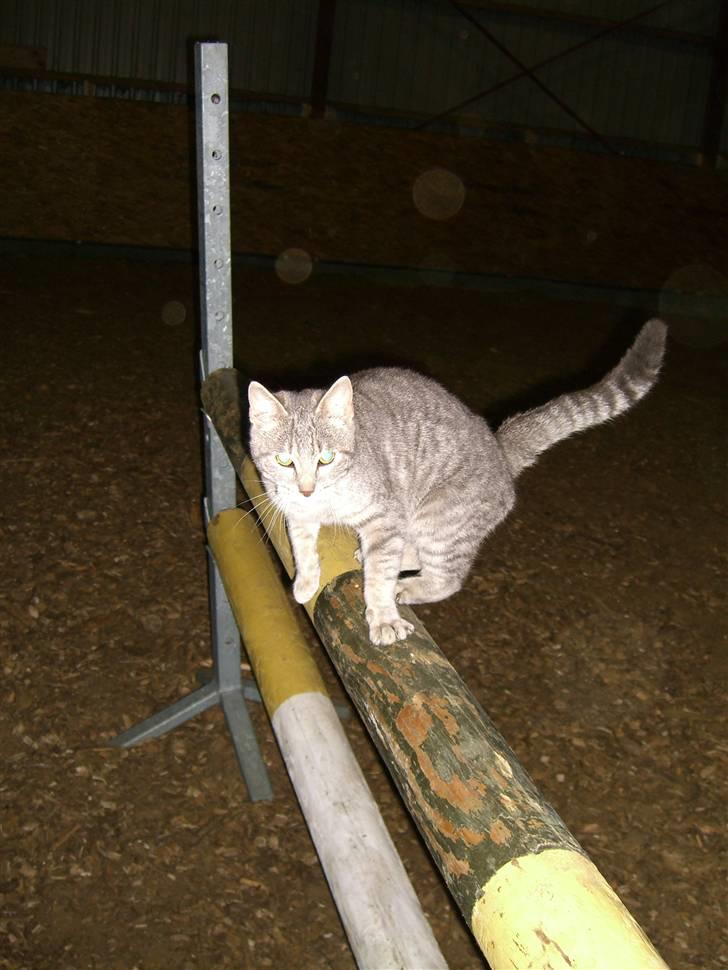 Blanding af racer Fun billede 3