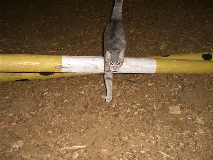 Blanding af racer Fun billede 4