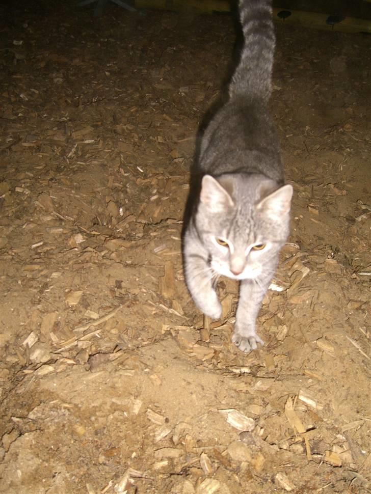 Blanding af racer Fun billede 5