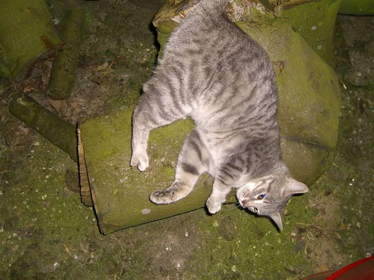 Blanding af racer Fun billede 6