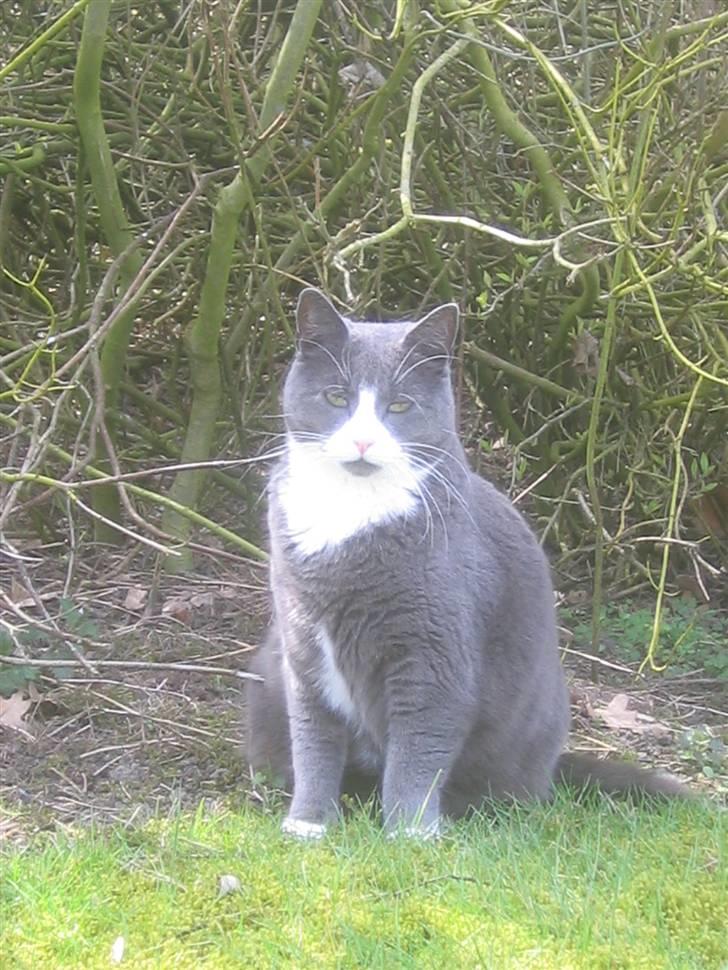 Blanding af racer Ofelia - Flot billede. Hun elsker kameraet. Taget: 6/4 -2009 billede 2