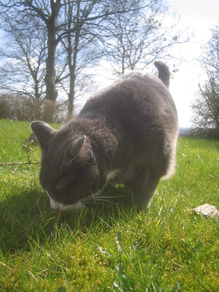 Blanding af racer Ofelia - Har du fundet noget, min pige ? Taget: 6/4 -2009 billede 3