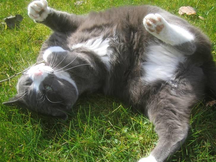 Blanding af racer Ofelia - Se lige men flotte, store mave. Taget: 6/4 -2009 billede 5