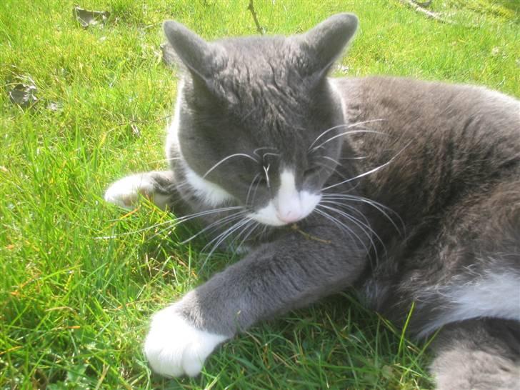 Blanding af racer Ofelia - Opsedaisi. Taget: 6/4 -2009 billede 6