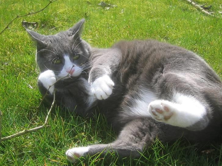 Blanding af racer Ofelia - Min pind. Taget: 6/4 -2009 billede 7