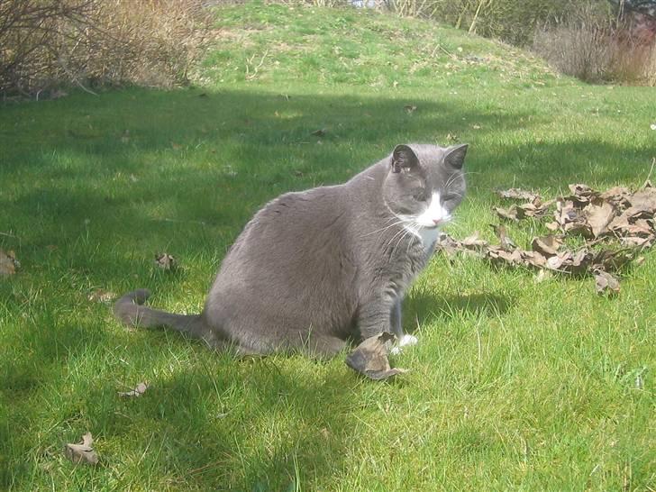 Blanding af racer Ofelia - Elsker det billede. Taget: 6/4 -2009 billede 8