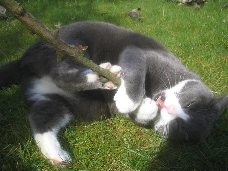 Blanding af racer Ofelia - Nej moar. Du må ikke tage min pind. Taget: 6/4 -2009 billede 9