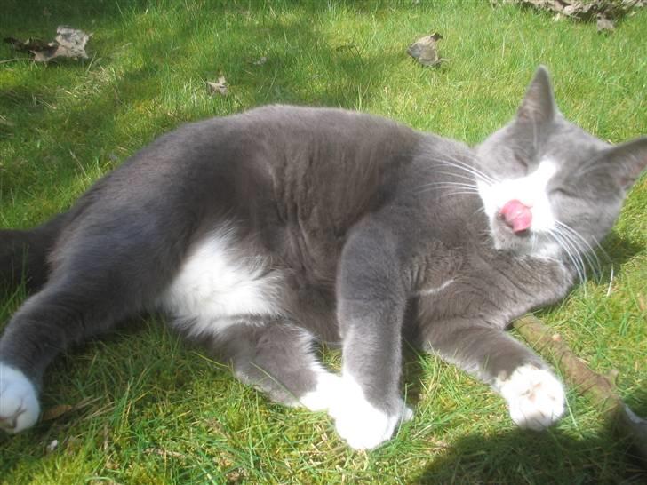 Blanding af racer Ofelia - Ha ha! Jeg kan bare række tunge. Taget: 6/4 -2009 billede 11