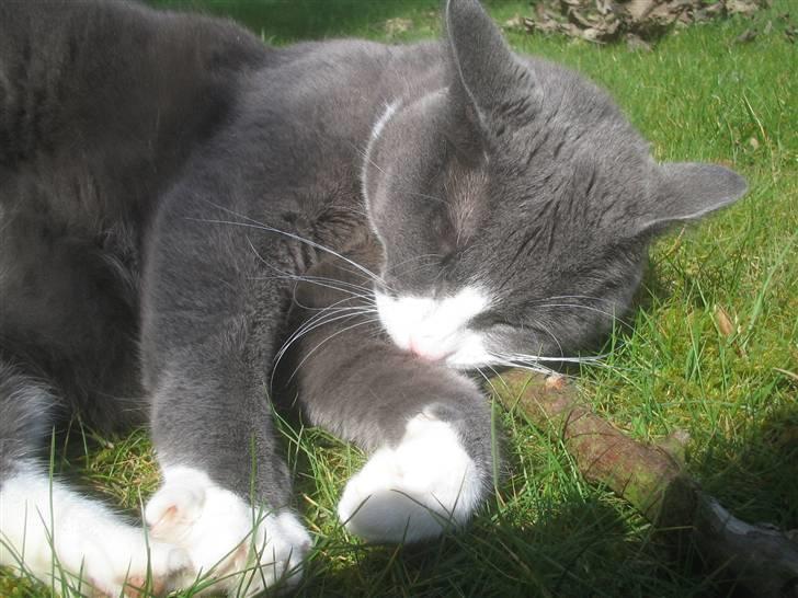 Blanding af racer Ofelia - Snork, snork. Taget: 6/4 -2009 billede 12