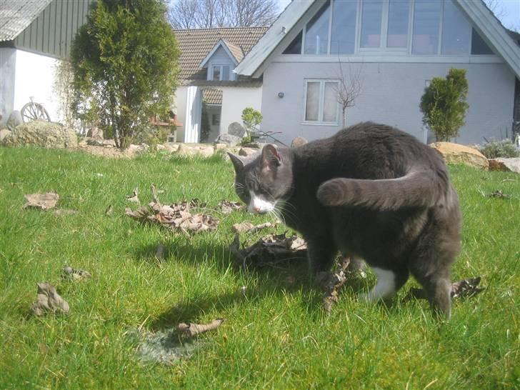 Blanding af racer Ofelia - Uh, hvor ser du fed ud skatter ? Se lige halen. Taget: 6/4 -2009 billede 13