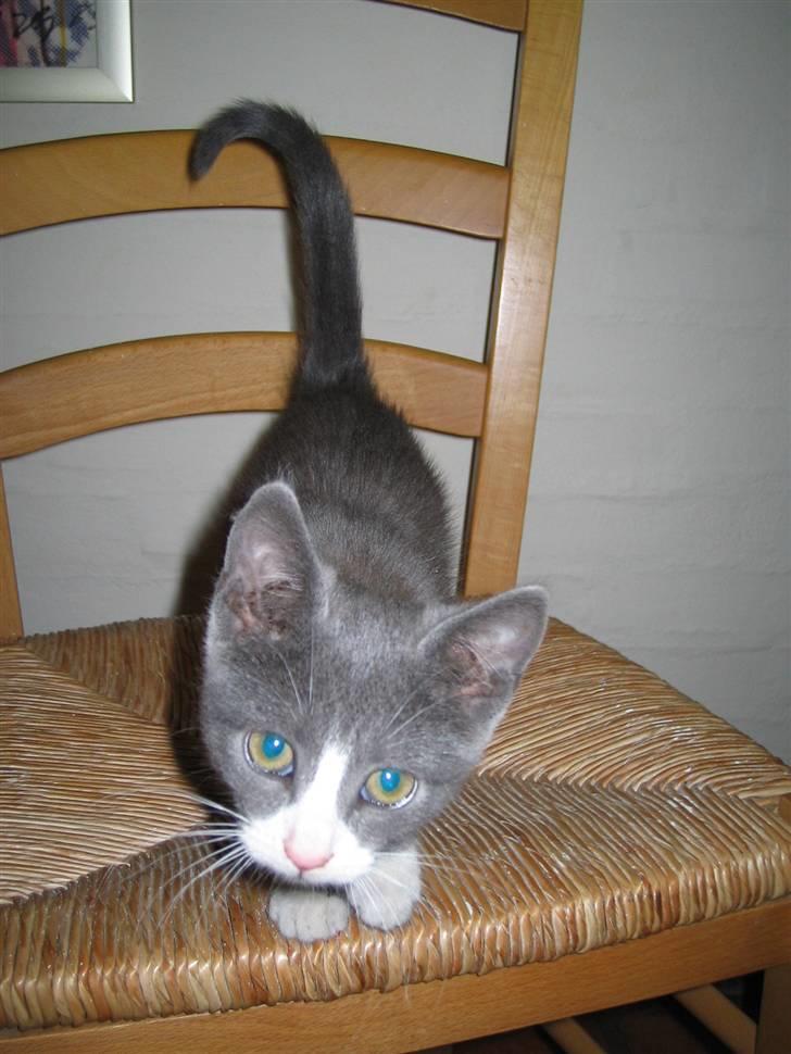 Blanding af racer Ofelia - Et baby billede af min dejlige missekat Taget: På et tidspunkt i år 2007 billede 15