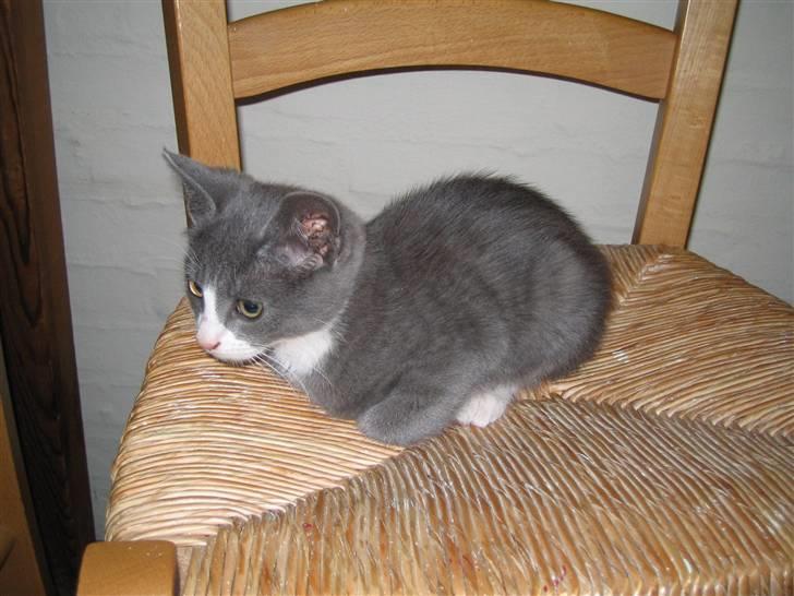 Blanding af racer Ofelia - Hvor var du dog lille min skat ? Taget: På et tidspunkt i år 2007 billede 16