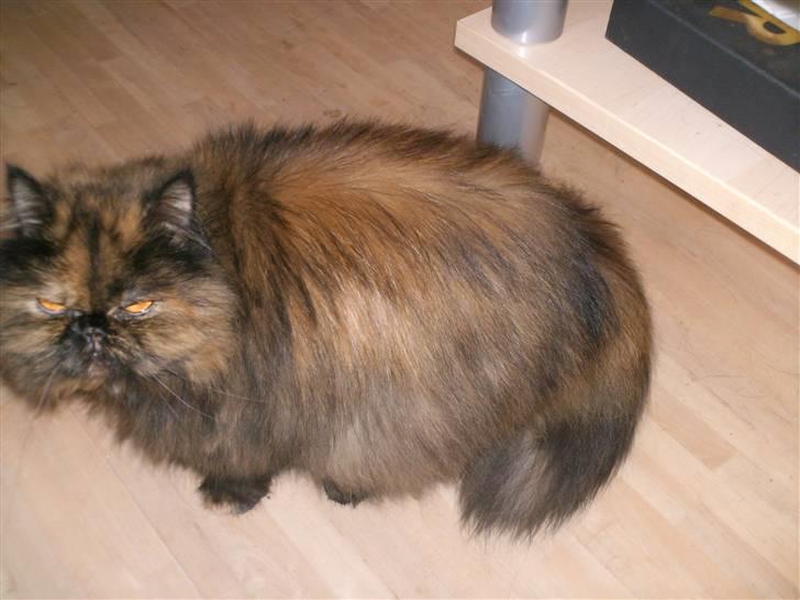 Perser Pythagoras Destiny billede 9