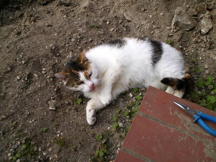 Huskat Kingki    R.I.P. billede 10