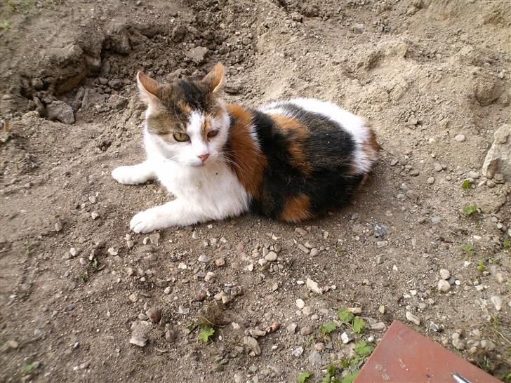 Huskat Kingki    R.I.P. billede 11