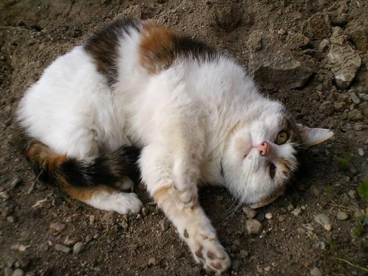 Huskat Kingki    R.I.P. billede 12