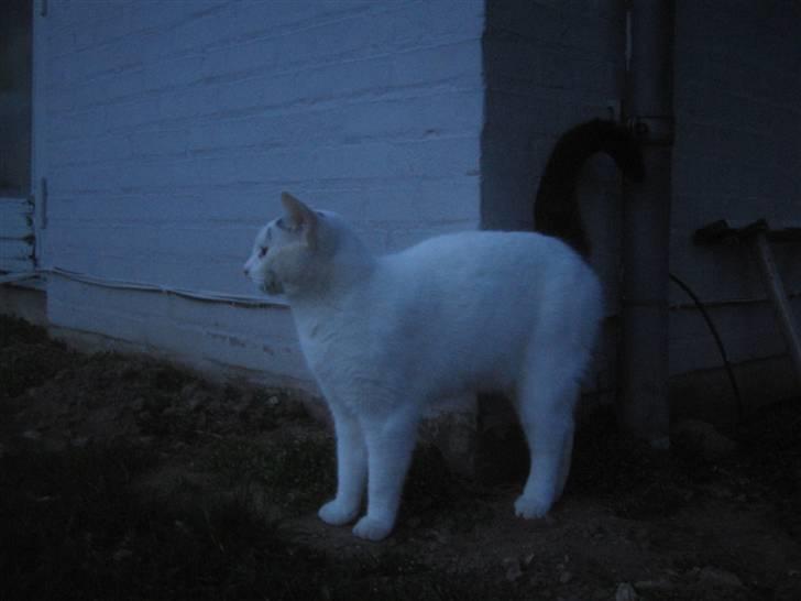 Blanding af racer Pelle *R.I.P* billede 8