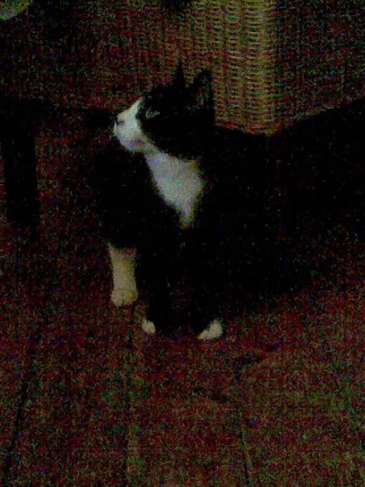 Huskat Chilla billede 1