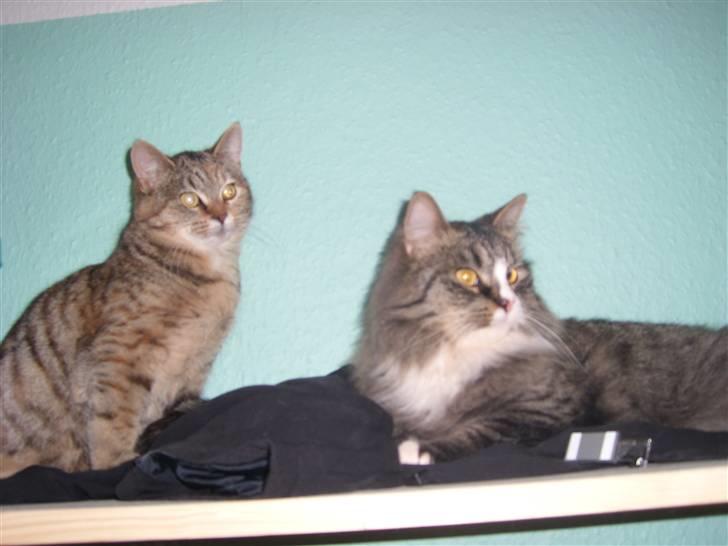 Blanding af racer Coke *Forsvundet* - Coke, sammen med hendes far T-bon  billede 1