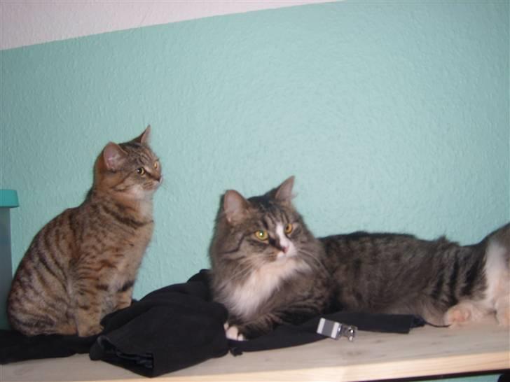 Blanding af racer Coke *Forsvundet* billede 2