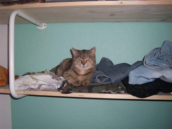 Blanding af racer Coke *Forsvundet* billede 3