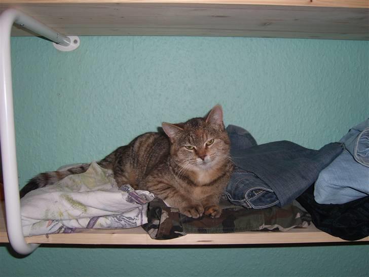 Blanding af racer Coke *Forsvundet* billede 4