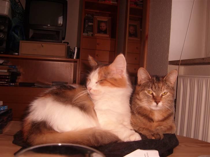 Blanding af racer Coke *Forsvundet* - Coke og Pjevs hygger sammen (-: billede 5