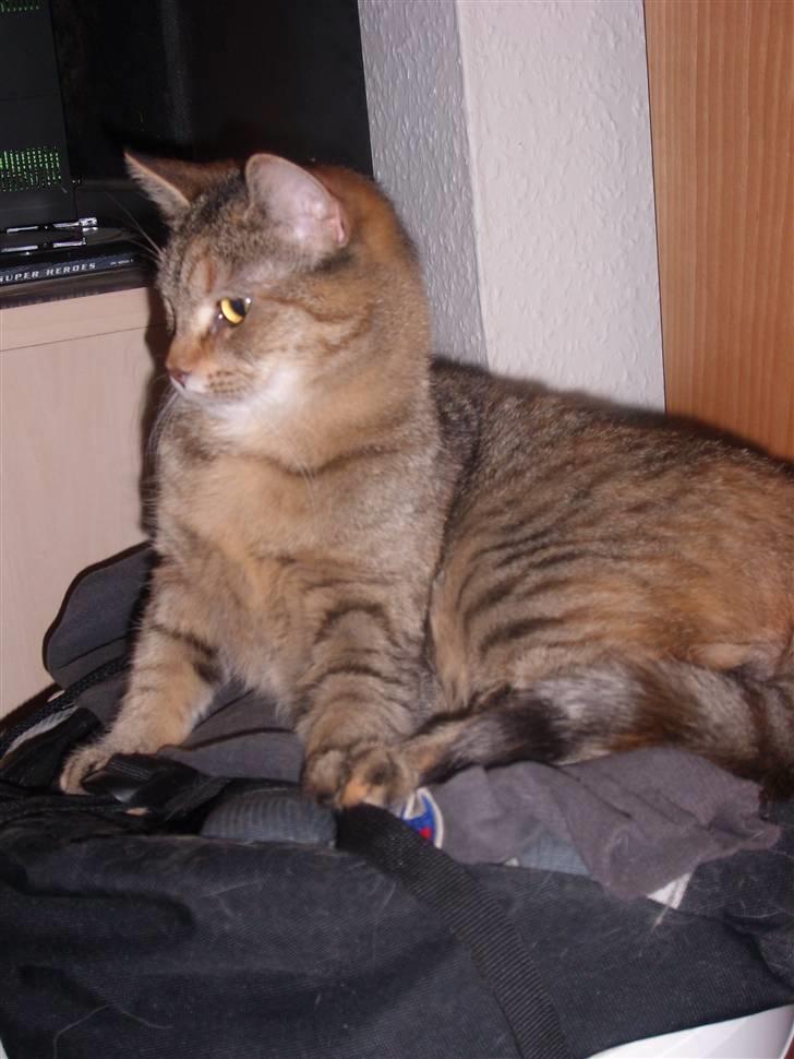 Blanding af racer Coke *Forsvundet* billede 6