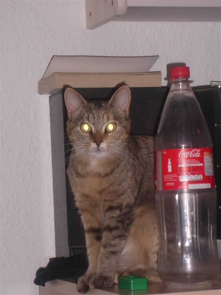 Blanding af racer Coke *Forsvundet* - Hmm, som man nok kan se er Coke desværre ikke særlig stor, selvom hun snart bliver et år. billede 7