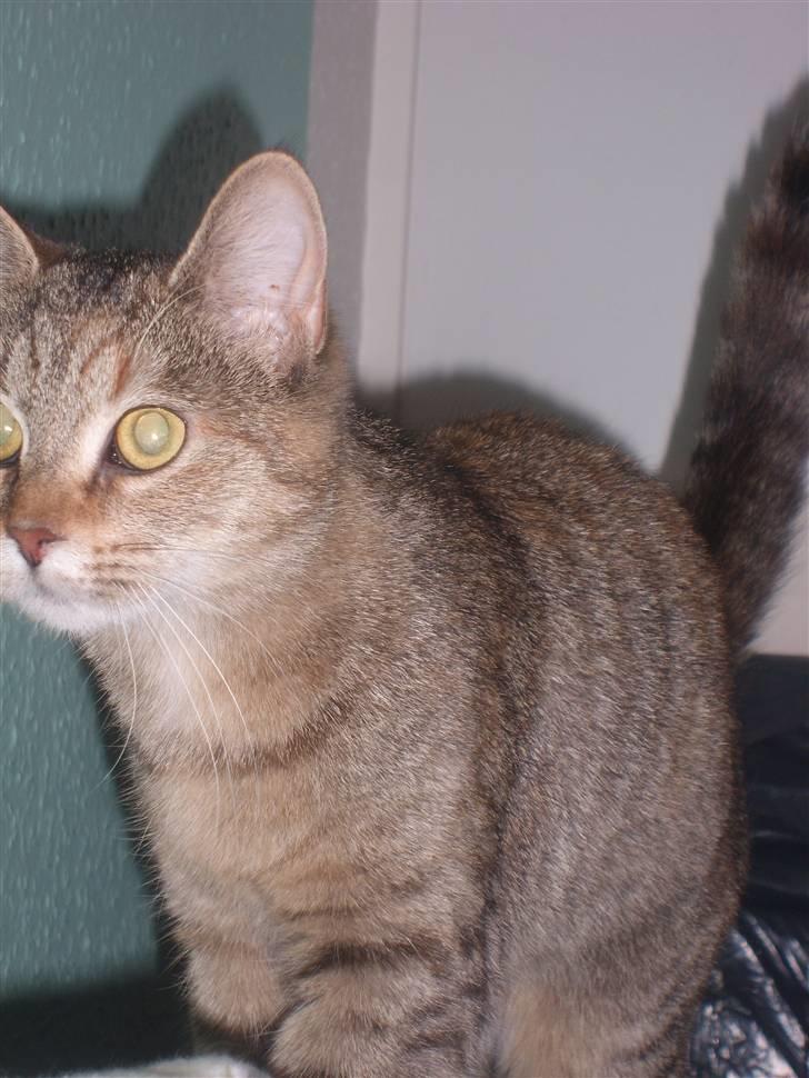 Blanding af racer Coke *Forsvundet* - Et nær billed af Coke. Hun skulle lige hen og hilse på kameraet billede 8