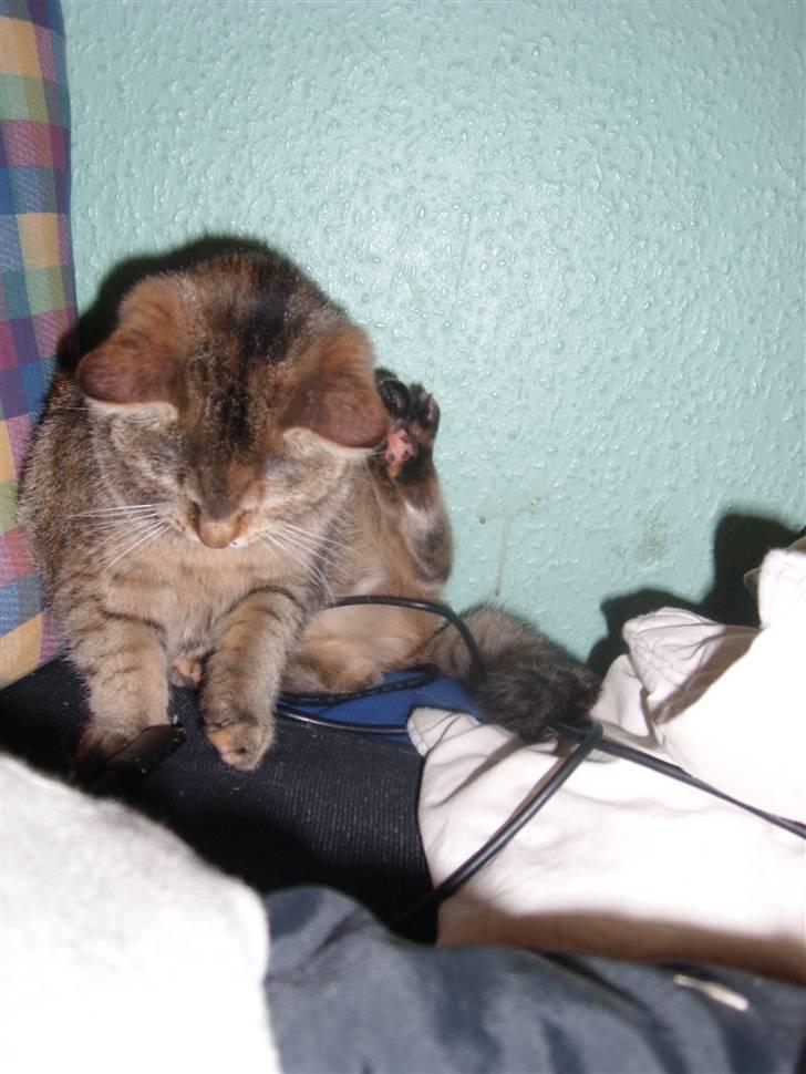 Blanding af racer Coke *Forsvundet* billede 9