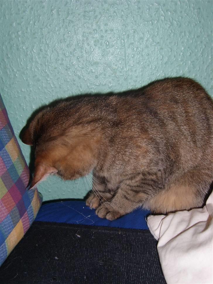 Blanding af racer Coke *Forsvundet* billede 10