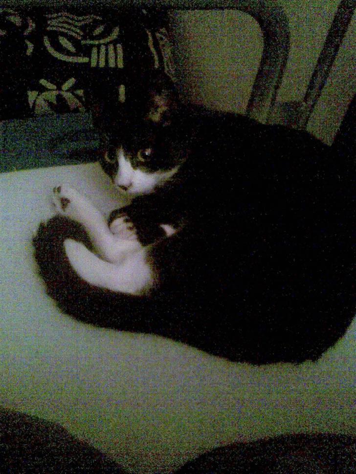 Huskat Chilla billede 2