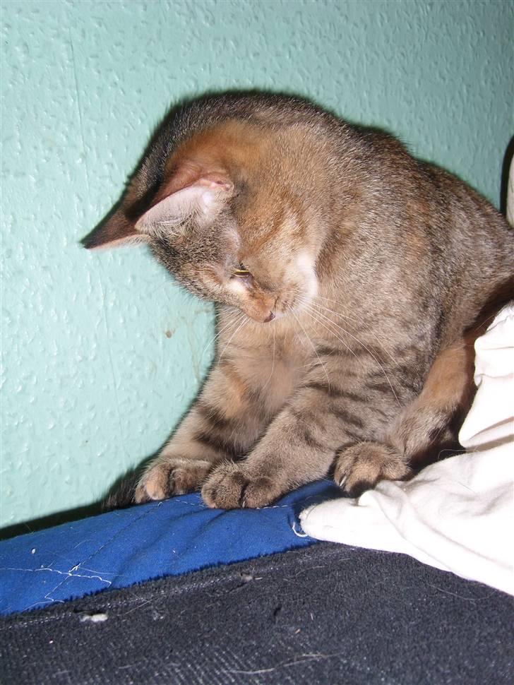 Blanding af racer Coke *Forsvundet* billede 11