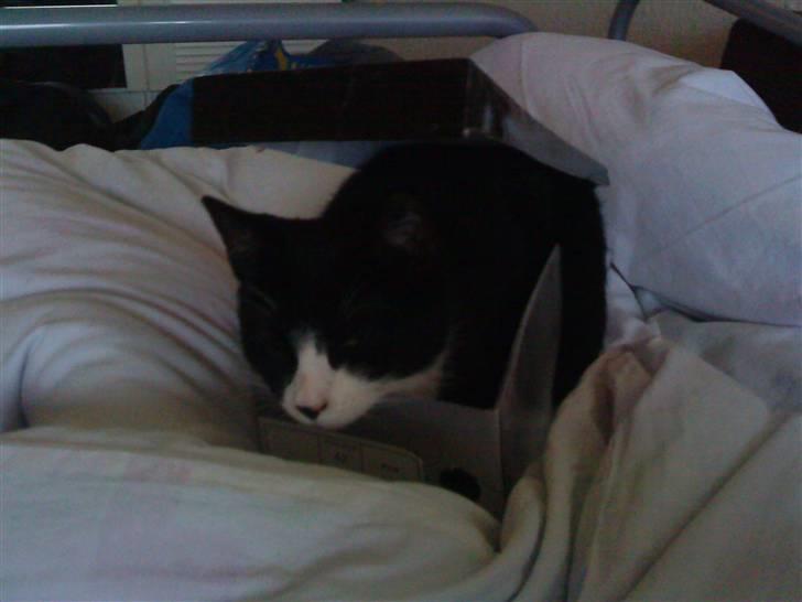 Huskat Chilla billede 3