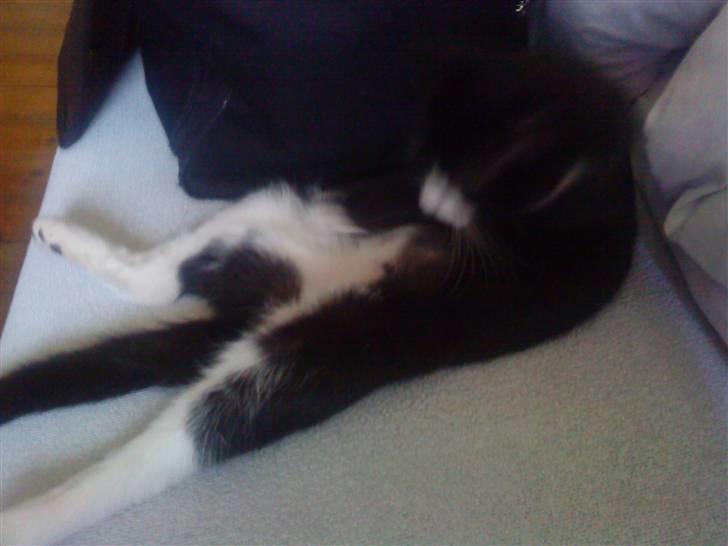 Huskat Chilla billede 4