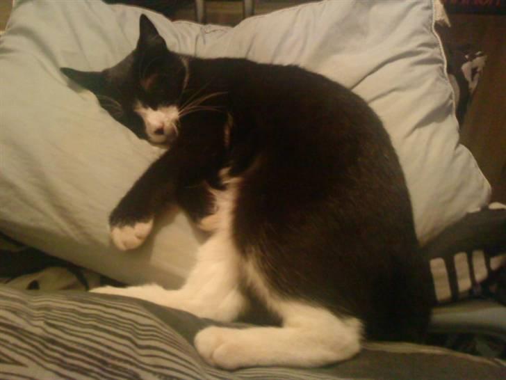 Huskat Chilla billede 5