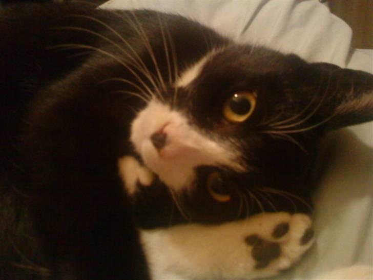 Huskat Chilla billede 6