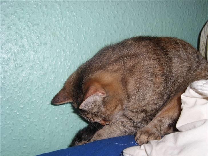 Blanding af racer Coke *Forsvundet* billede 12