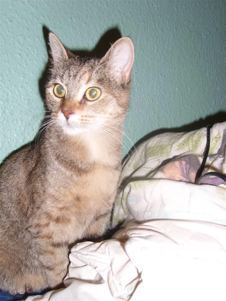 Blanding af racer Coke *Forsvundet* billede 13