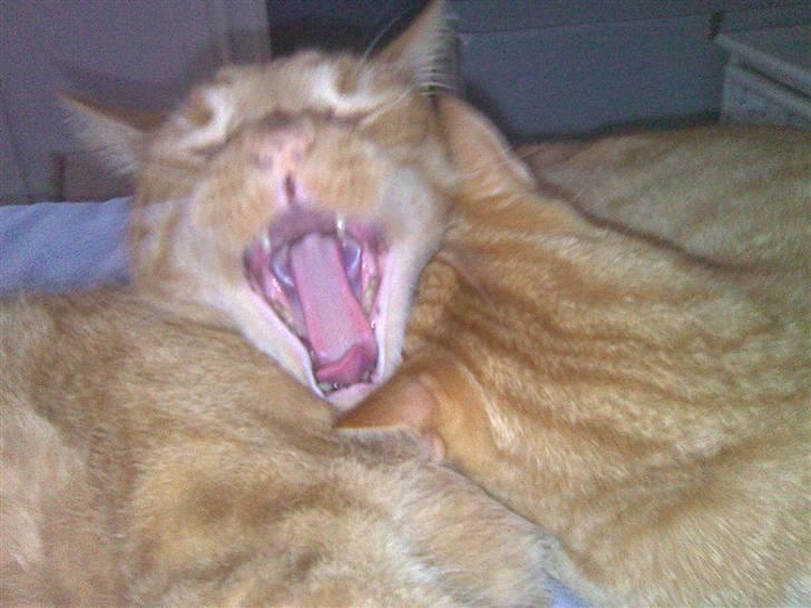 Huskat Olfert billede 1