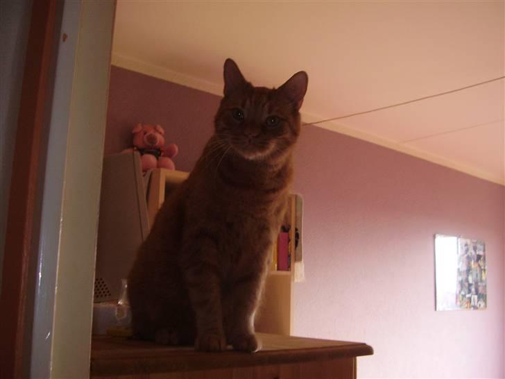 Huskat Olfert billede 2