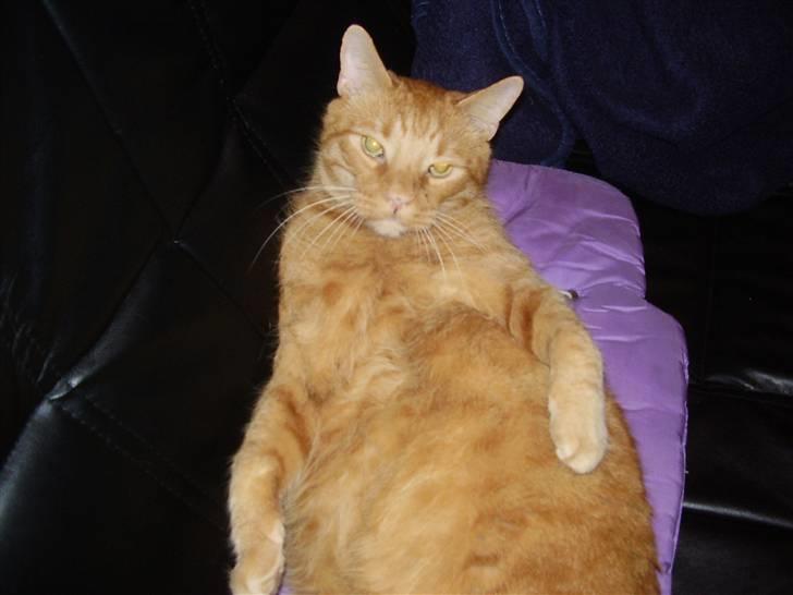 Huskat Olfert billede 3